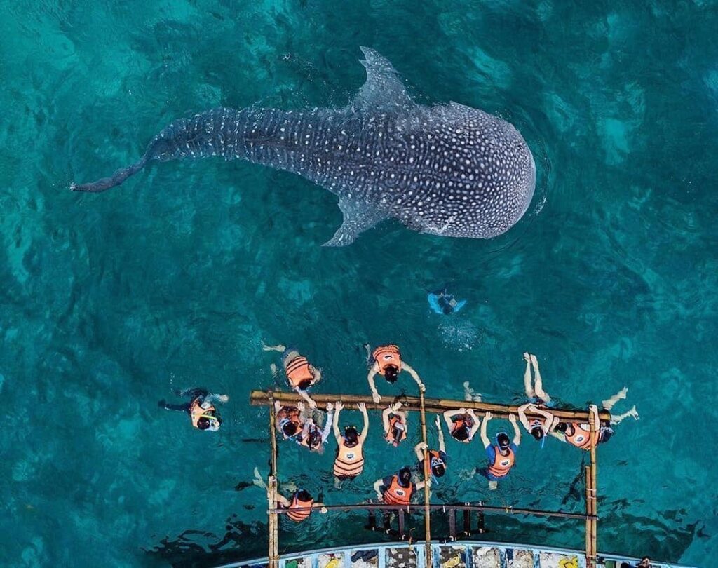 Whaleshark